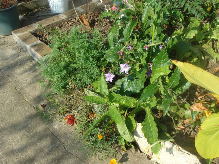 DSC01573 - CETATUIA_SEPTEMBRIE_2013