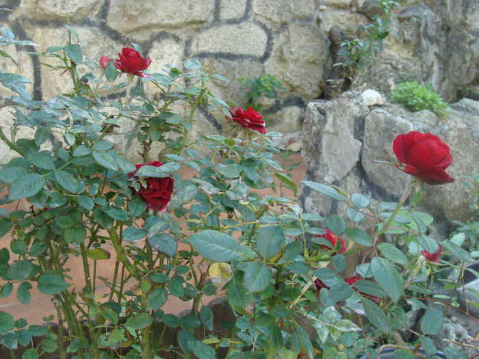 DSC01574 - CETATUIA_SEPTEMBRIE_2013