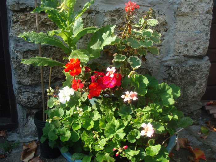 DSC01577 - CETATUIA_SEPTEMBRIE_2013