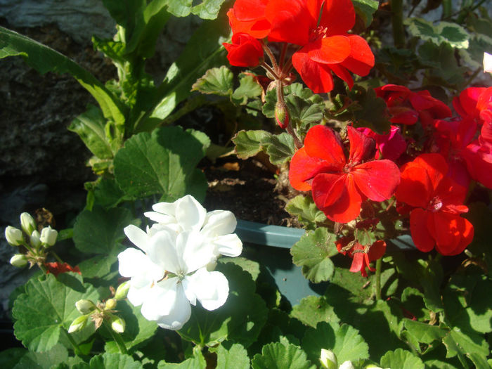 DSC01578 - CETATUIA_SEPTEMBRIE_2013