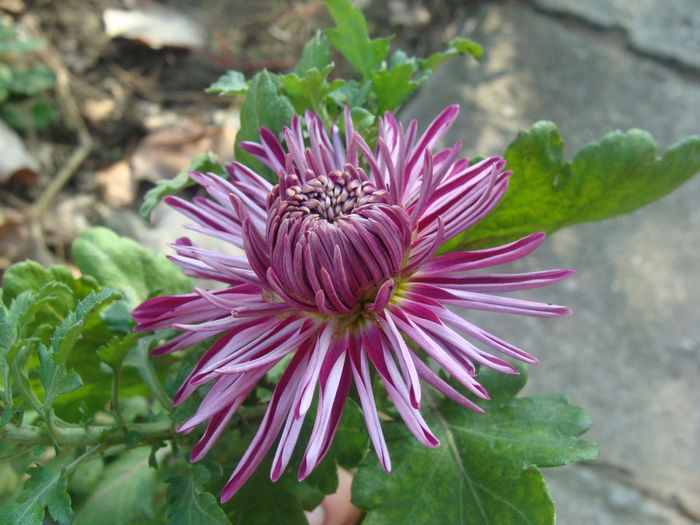 DSC01589 - CETATUIA_SEPTEMBRIE_2013