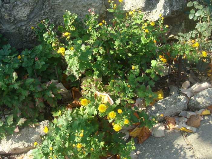 DSC01590 - CETATUIA_SEPTEMBRIE_2013