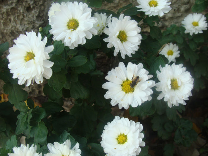 DSC01592 - CETATUIA_SEPTEMBRIE_2013