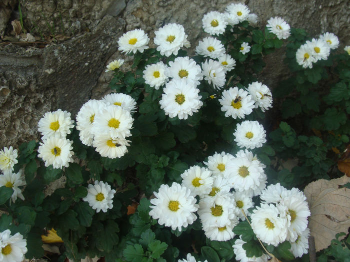 DSC01593 - CETATUIA_SEPTEMBRIE_2013