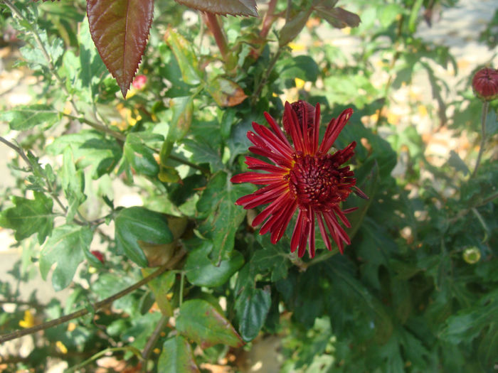 DSC01594 - CETATUIA_SEPTEMBRIE_2013