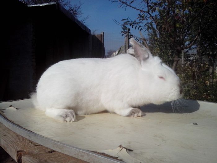 mascul,8 luni; californian
