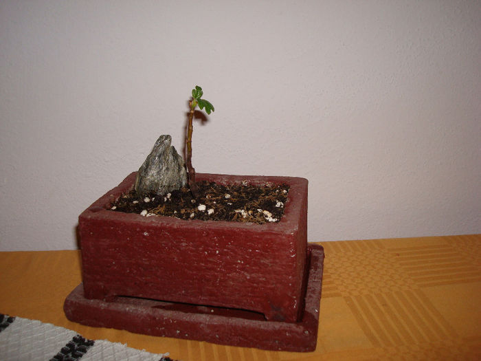 DSC01566 - Vase bonsai - tentative