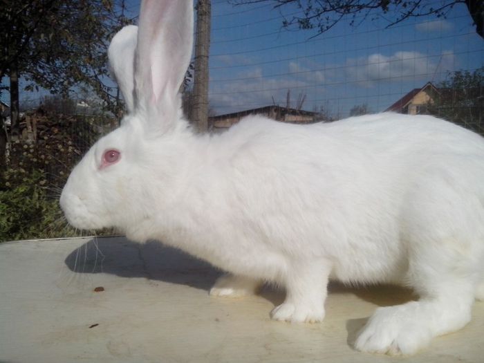 femela,6 luni; urias german(marele alb)
