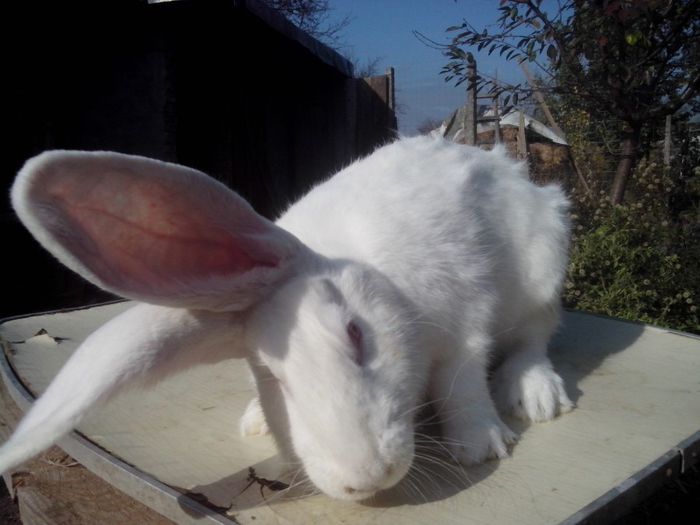 femela,6 luni; urias german(marele alb)
