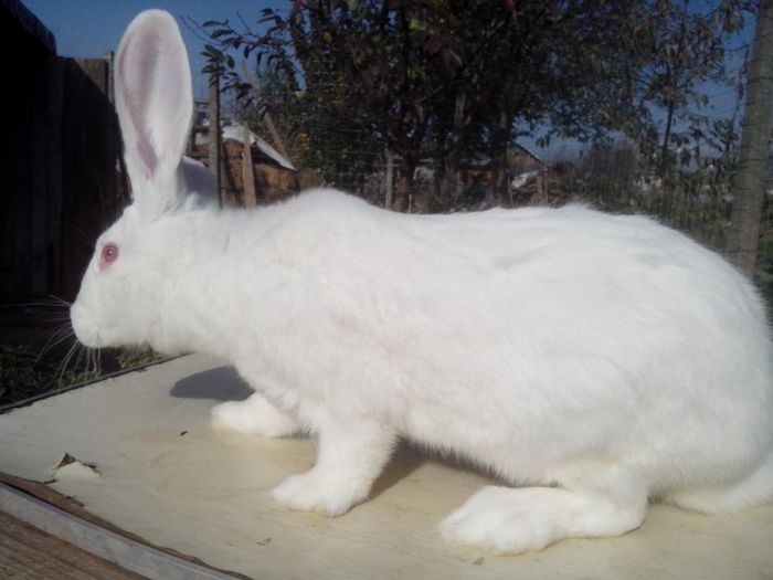 femela,6 luni; urias german(marele alb)
