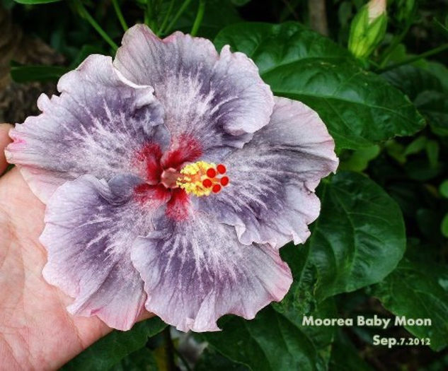 M baby moon - SEMINTE DE HIBISCUS TROPICAL DE MOOREA o noua transa OCTOMBRIE 2013