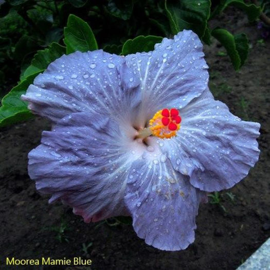 M mamie blue - SEMINTE DE HIBISCUS TROPICAL DE MOOREA o noua transa OCTOMBRIE 2013