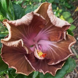 Moorea Chocolate Anastasya [Not Registered] - SEMINTE DE HIBISCUS TROPICAL DE MOOREA o noua transa OCTOMBRIE 2013