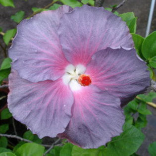 Moorea Morning Blue [Not Registered] - SEMINTE DE HIBISCUS TROPICAL DE MOOREA o noua transa OCTOMBRIE 2013