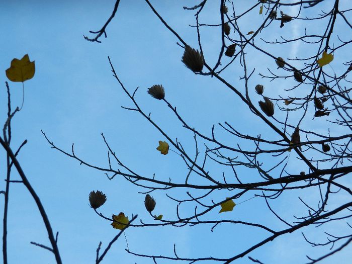 DSCN5834 - TIMISOARA PARCUL BOTANIC