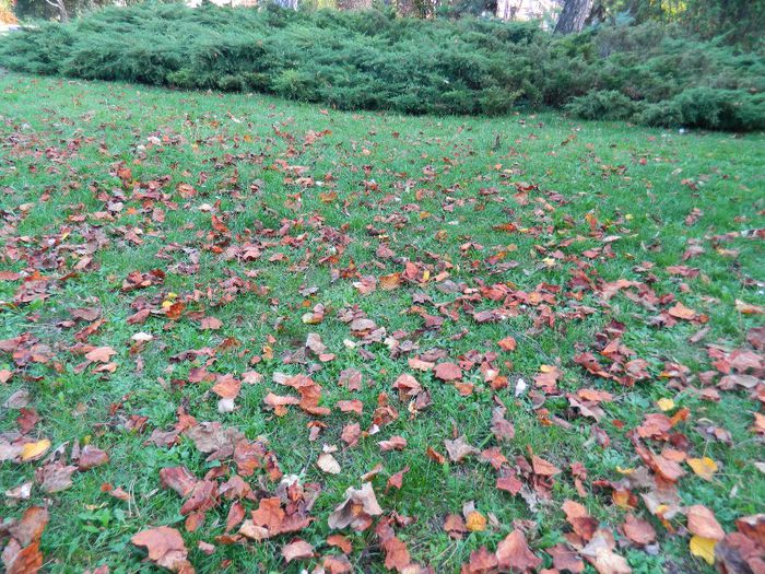 DSCN5847 - TIMISOARA PARCUL BOTANIC