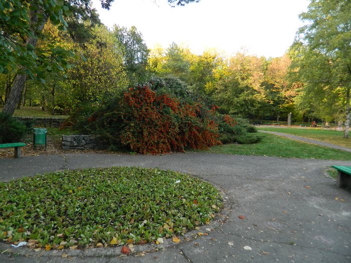 DSCN5848 - TIMISOARA PARCUL BOTANIC