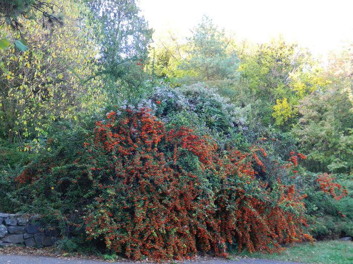 DSCN5849 - TIMISOARA PARCUL BOTANIC