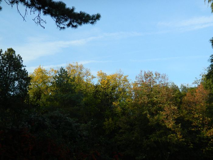 DSCN5850 - TIMISOARA PARCUL BOTANIC