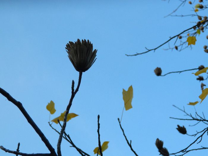 DSCN5873 - TIMISOARA PARCUL BOTANIC