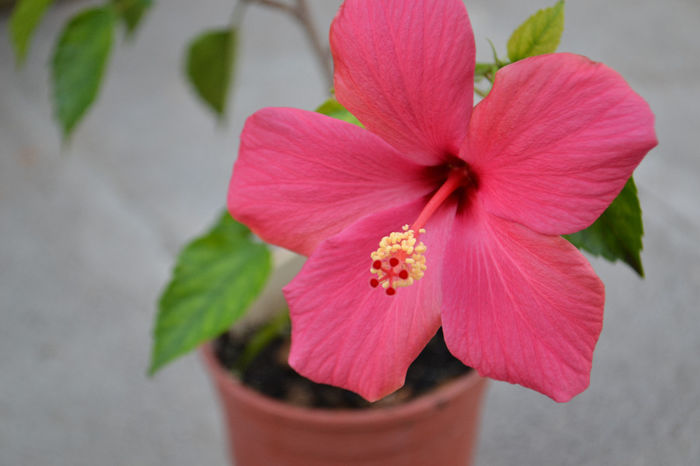 DSC_4216 - aaa-Hibiscus 2013-b