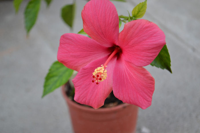 DSC_4217 - aaa-Hibiscus 2013-b