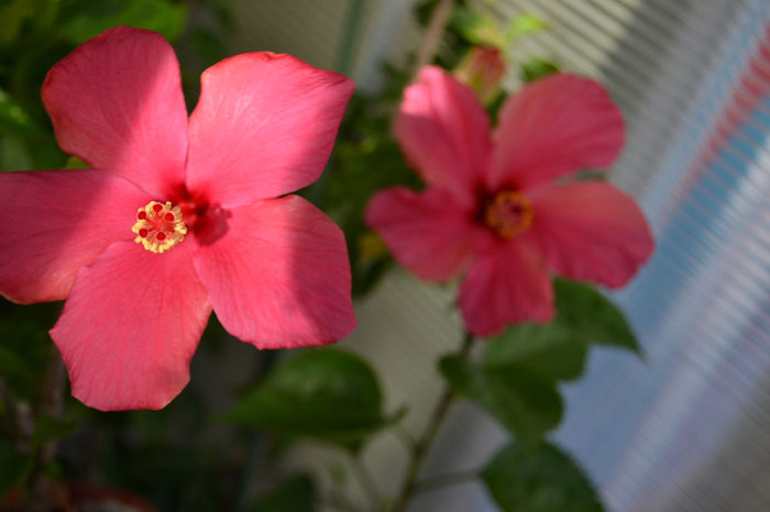 DSC_4218 - aaa-Hibiscus 2013-b