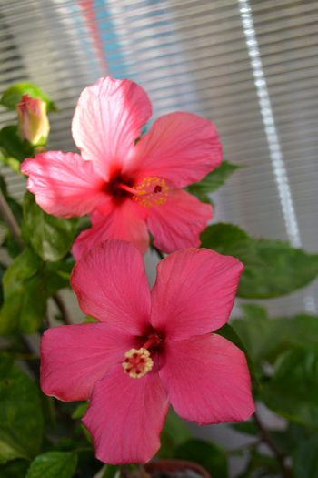 DSC_4219 - aaa-Hibiscus 2013-b