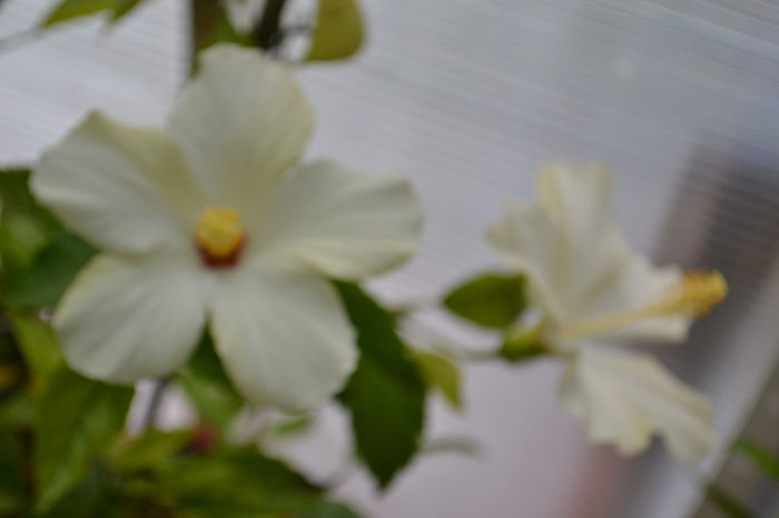 DSC_4221 - aaa-Hibiscus 2013-b