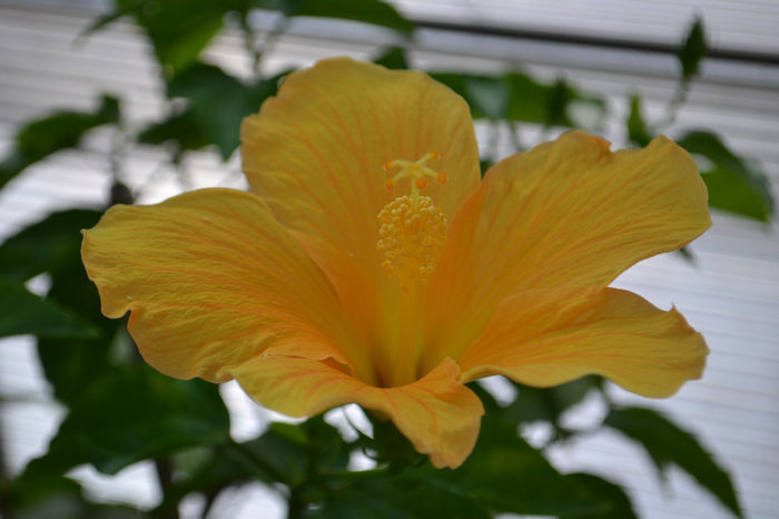 DSC_4222 - aaa-Hibiscus 2013-b