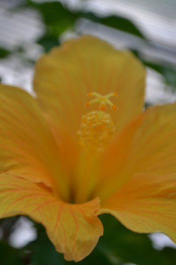 DSC_4224 - aaa-Hibiscus 2013-b