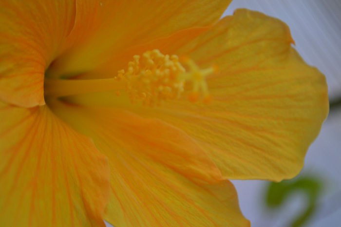 DSC_4225 - aaa-Hibiscus 2013-b