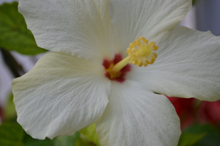 DSC_4226 - aaa-Hibiscus 2013-b