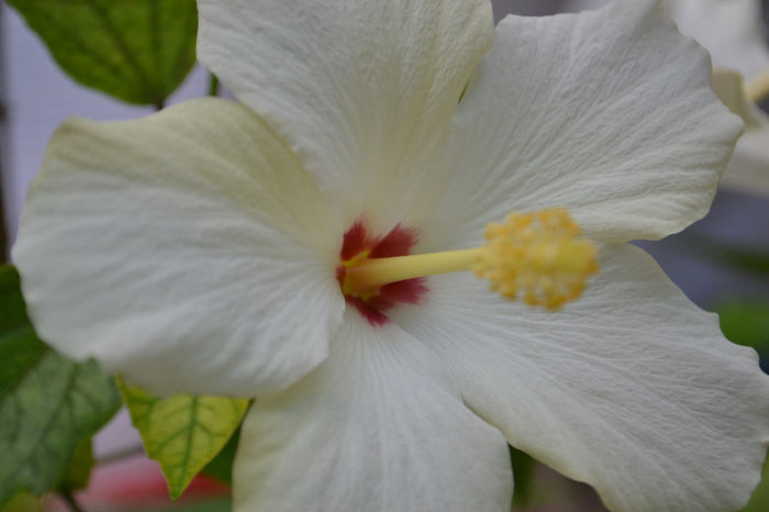 DSC_4227 - aaa-Hibiscus 2013-b