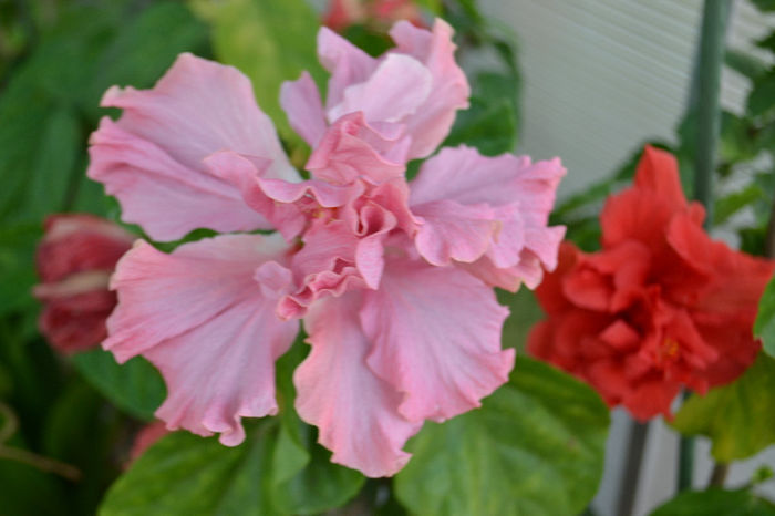 DSC_4289 - aaa-Hibiscus 2013-b