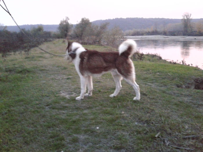 2013-10-31 17.32.03 - Husky Siberian