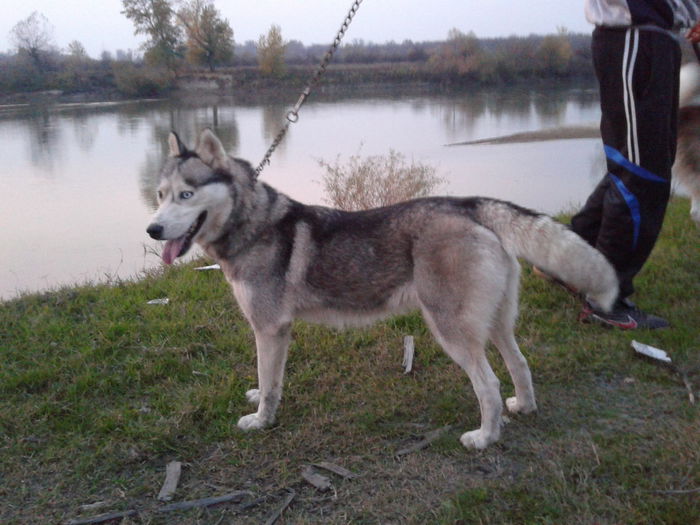 2013-10-31 17.30.35 - Husky Siberian