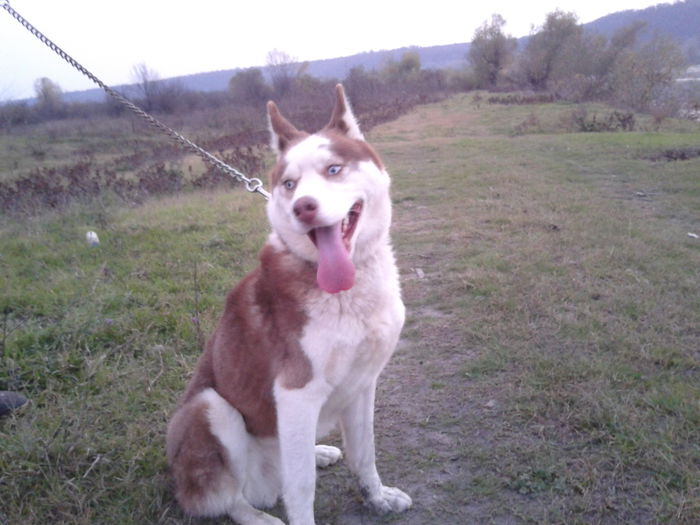 2013-10-31 17.25.56 - Husky Siberian