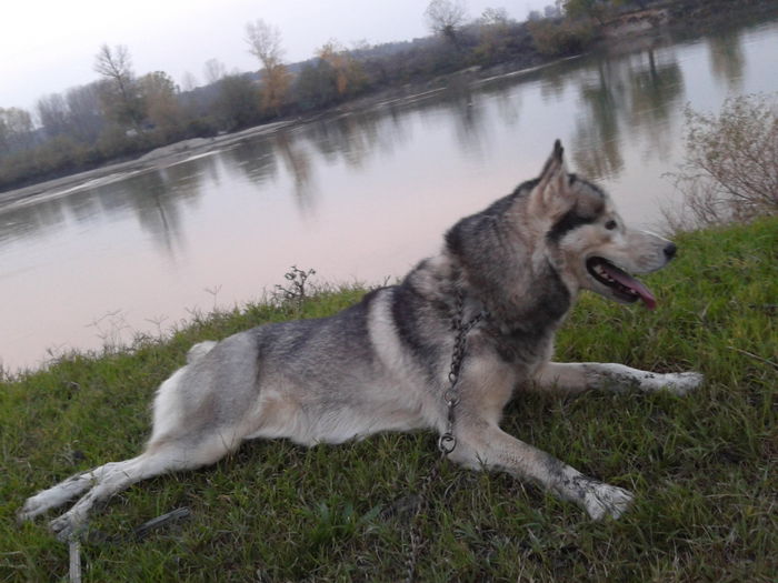 2013-10-31 17.21.30 - Husky Siberian