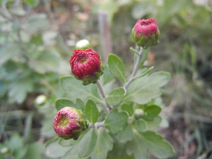 Terracotta Chrysanth (2013, Oct.04) - Terracotta Chrysanthemum