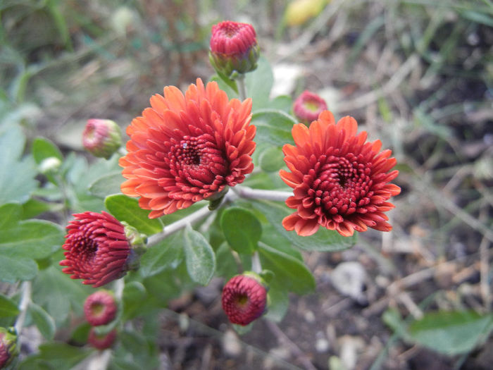 Terracotta Chrysanth (2013, Oct.04)