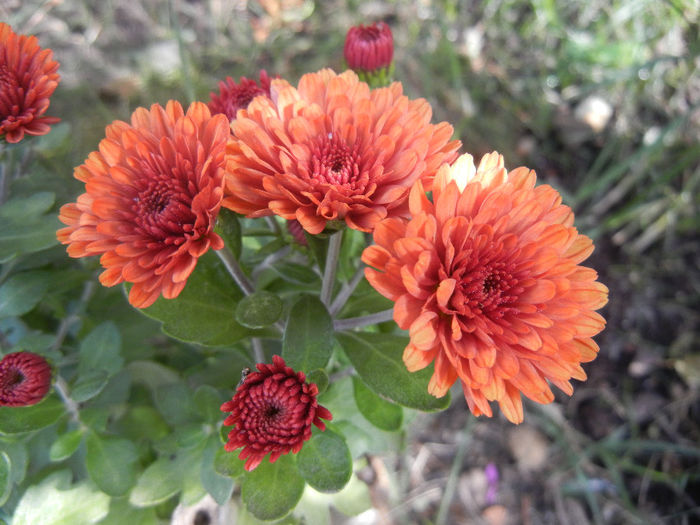 Terracotta Chrysanth (2013, Oct.09)