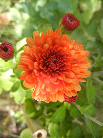 Terracotta Chrysanth (2013, Oct.09)