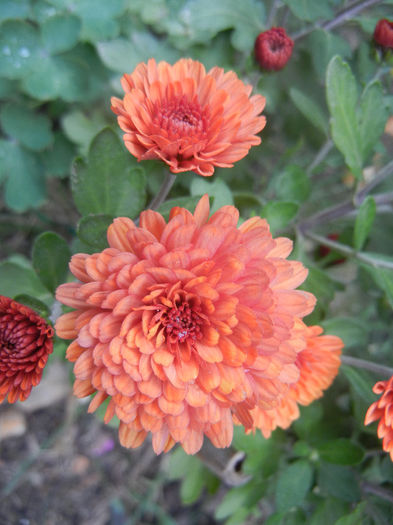 Terracotta Chrysanth (2013, Oct.14)