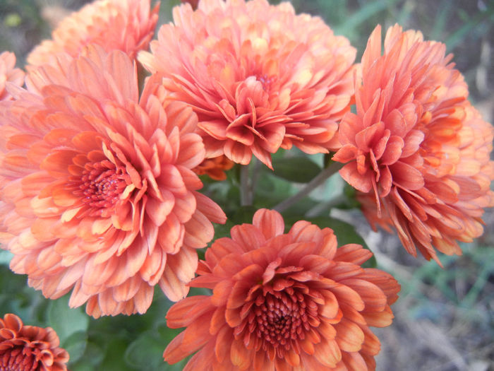 Terracotta Chrysanth (2013, Oct.14)