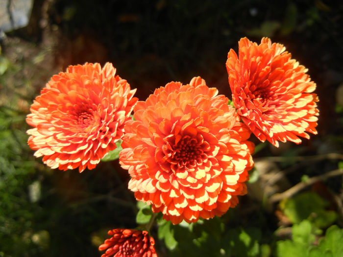 Terracotta Chrysanth (2013, Oct.18)