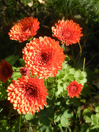 Terracotta Chrysanth (2013, Oct.18)