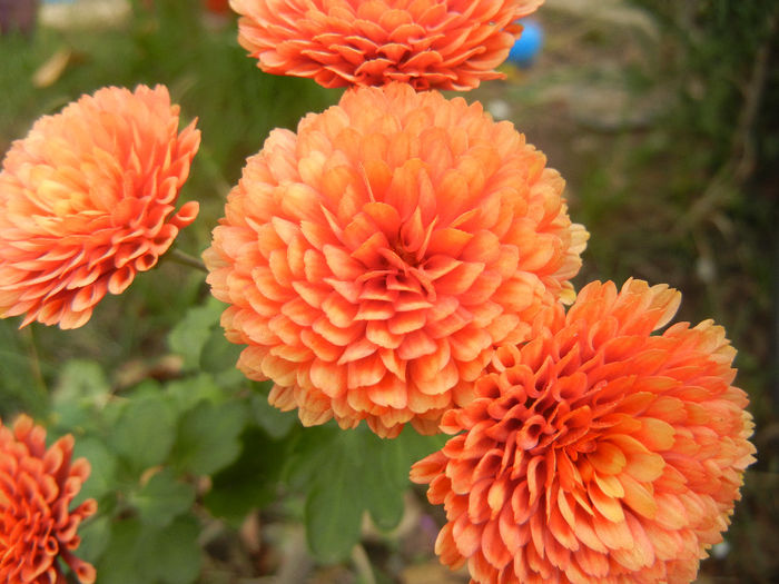 Terracotta Chrysanth (2013, Oct.28) - Terracotta Chrysanthemum