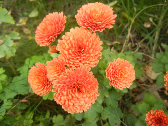 Terracotta Chrysanth (2013, Oct.28) - Terracotta Chrysanthemum