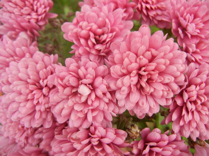 Pink Chrysanthemum (2013, Oct.28)